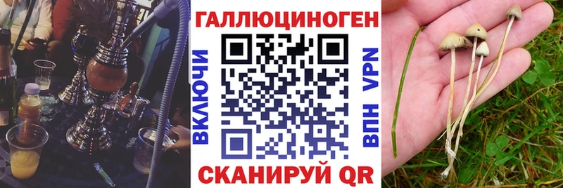 где можно купить   Свирск  Псилоцибиновые грибы Psilocybe 